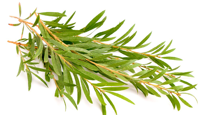Tea Tree