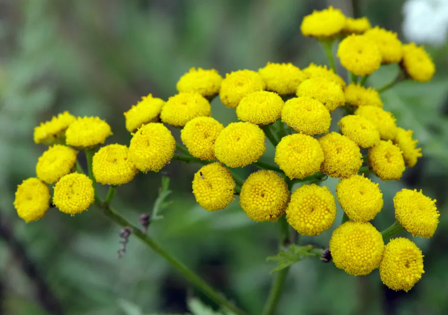 Blue Tansy Flower Oil