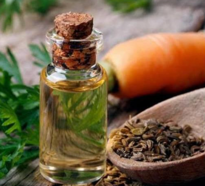 Carrot Seed Oil