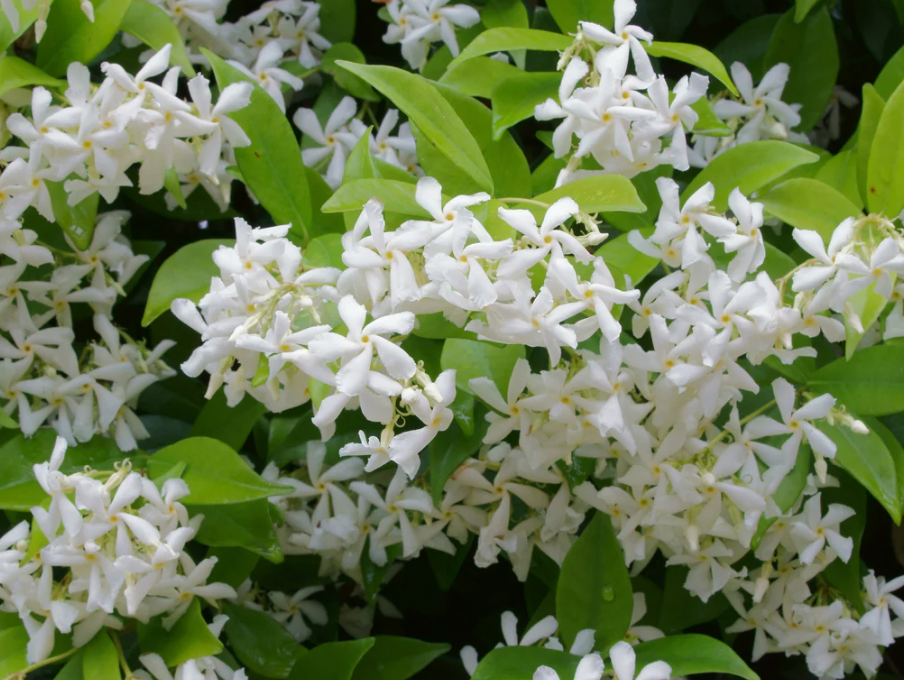 Jasmine Grandiflorum