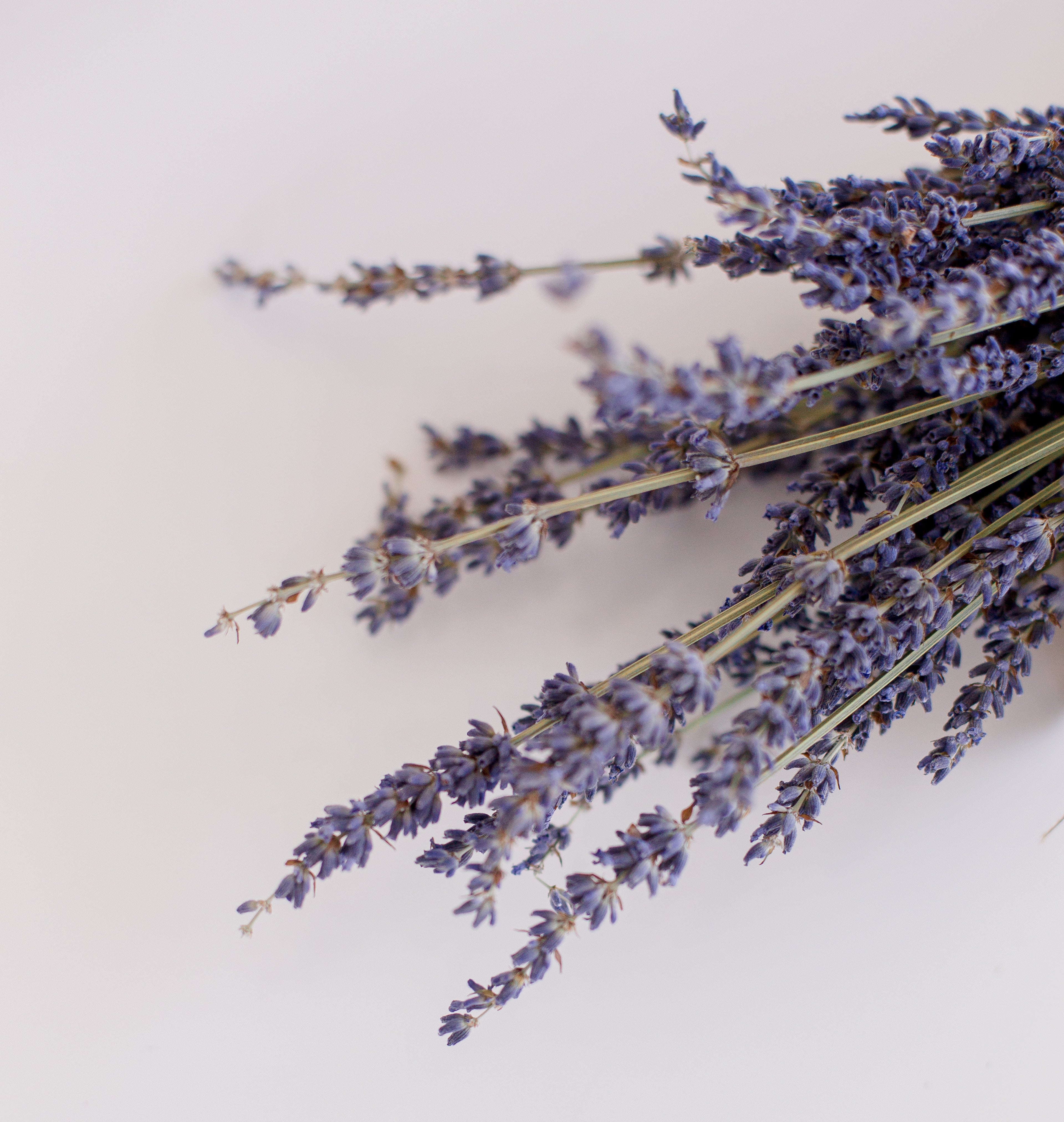 Lavender Oil