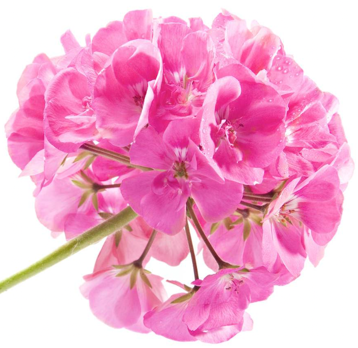 Rose Geranium Oil