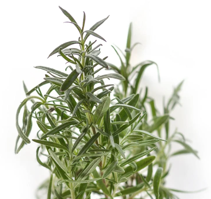 Rosemary Seed Extract