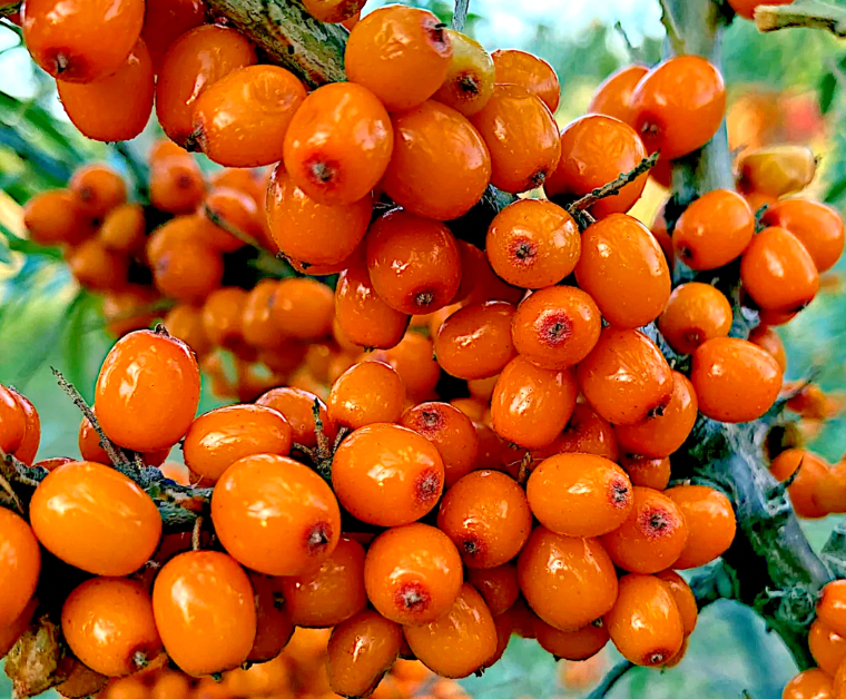 Sea Buckthorn Oil