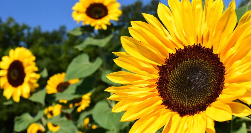 Sunflower Oil