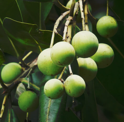 Tamanu Oil