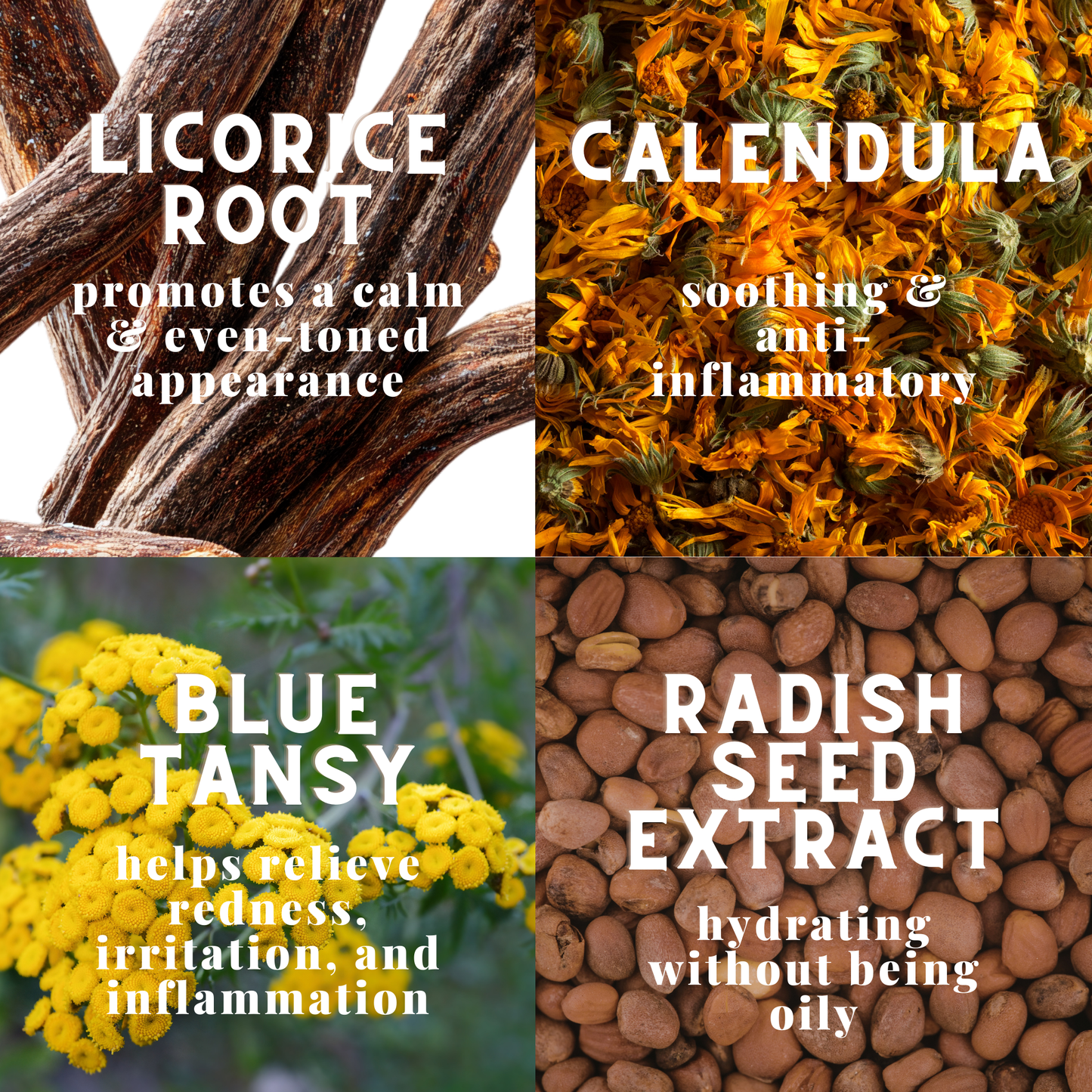 Four images of natural ingredients with text describing their benefits: Licorice root, Calendula, Blue Tansy, and Radish Seed Extract.