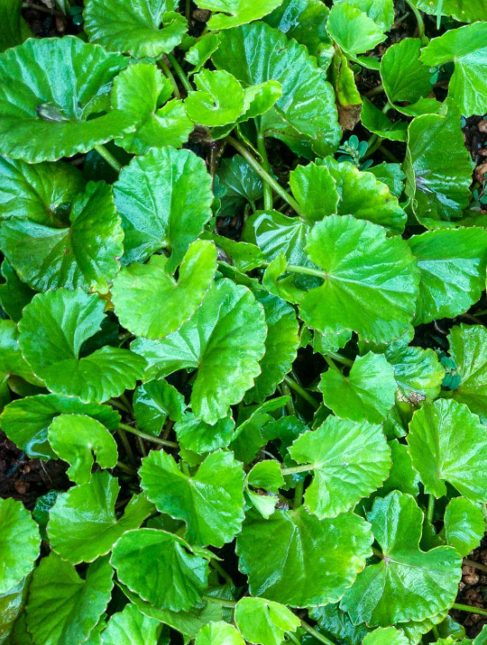 gotu kola