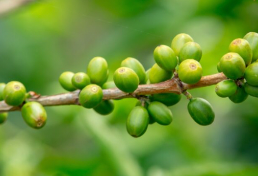 green coffee oil