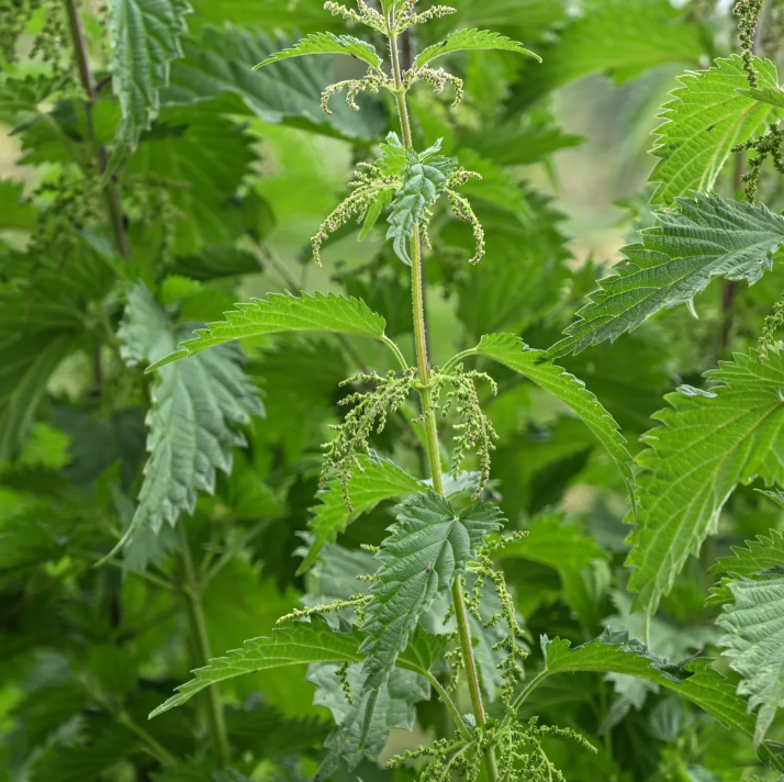 nettle