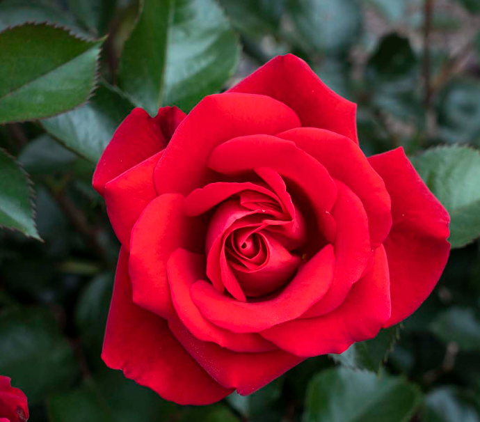 rose