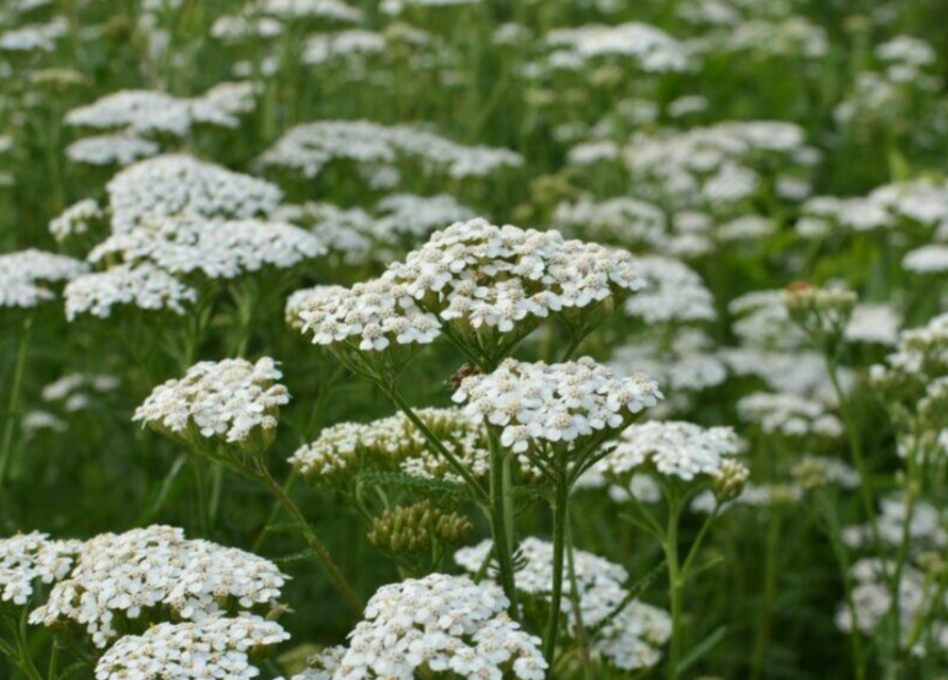 yarrow